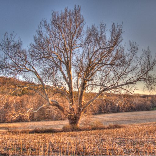 Pine Plains Views Pine Plains Views in Video